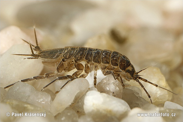 Asellus aquaticus