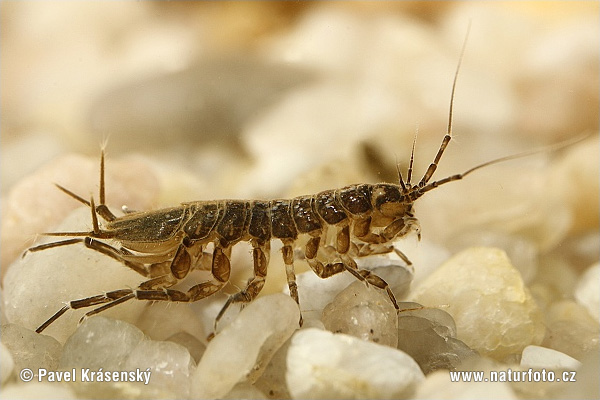 Asellus aquaticus