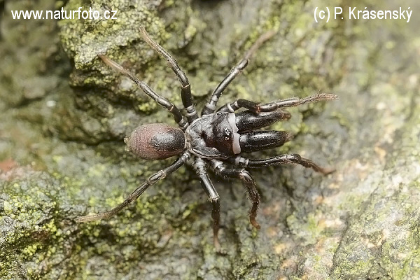 atypus affinis svájci anti aging