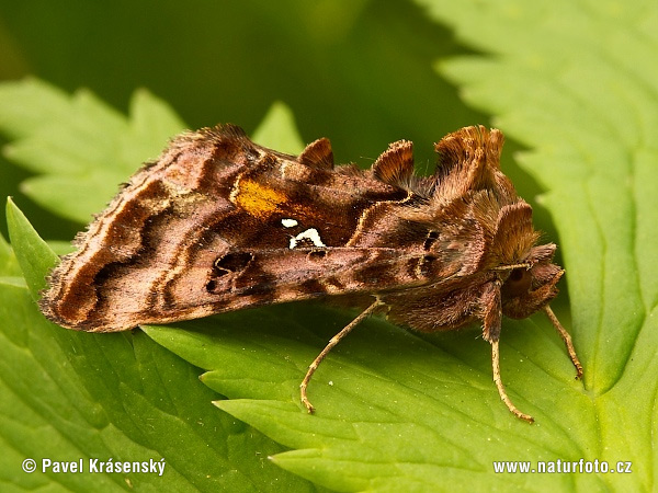 Autographa pulchrina