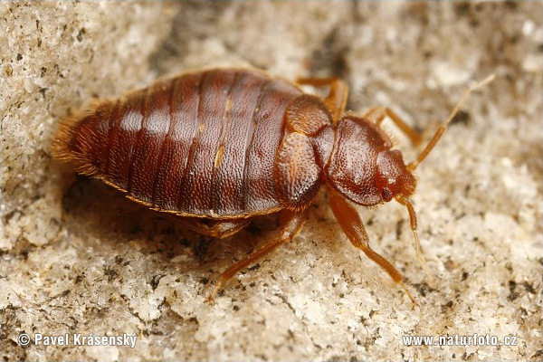Bedbug (Cimex sp.)