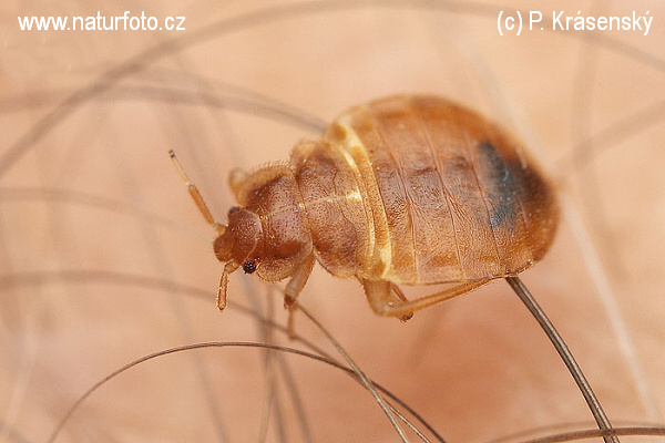 Bedbug (Cimex lectularius)