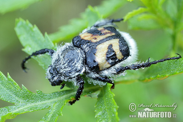 Bee beetle (Trichius fasciatus)
