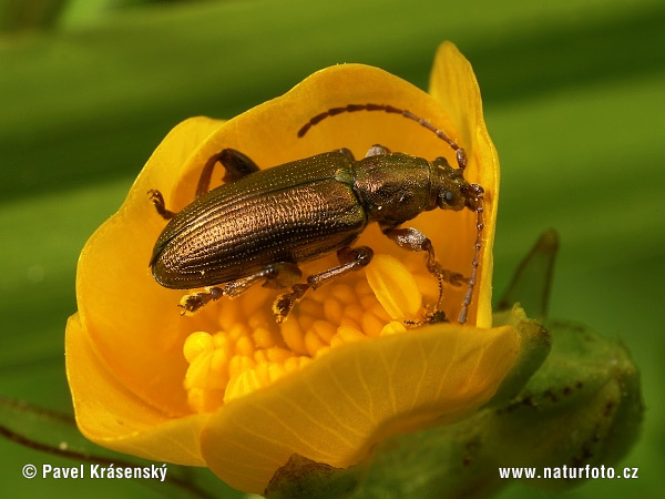 Beetle (Plateumaris consimilis)