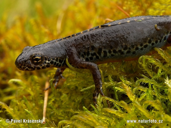 Bergvattensalamander