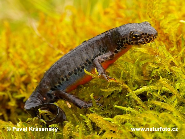 Bergvattensalamander