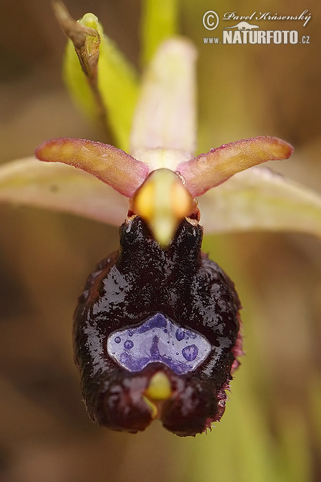 Bertoloni's Bee Orchid (Ophrys bertolonii)