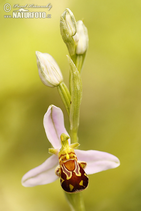 Bijenorchis