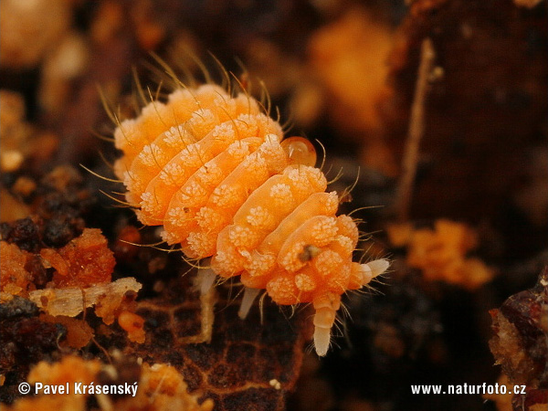 Bilobella aurantiaca