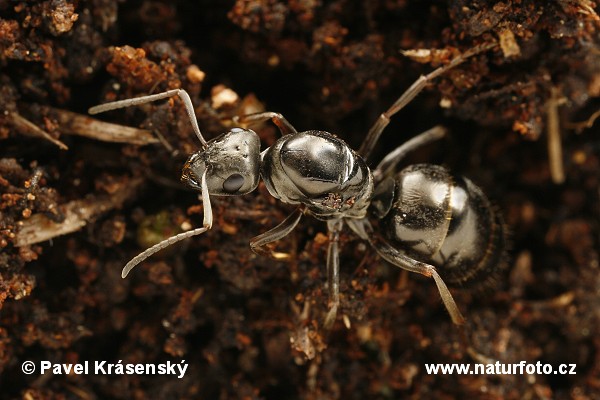 Black Ant (Formica fusca)