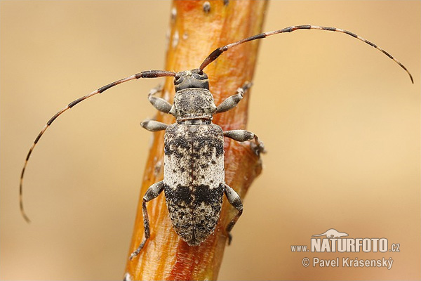 Black-clouded Longhorn Beetle (Leiopus nebulosus)
