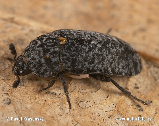 Black Larder Beetle (Dermestes haemorrhoidalis)