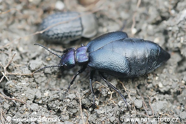 Blister beetle (Meloe decorus)