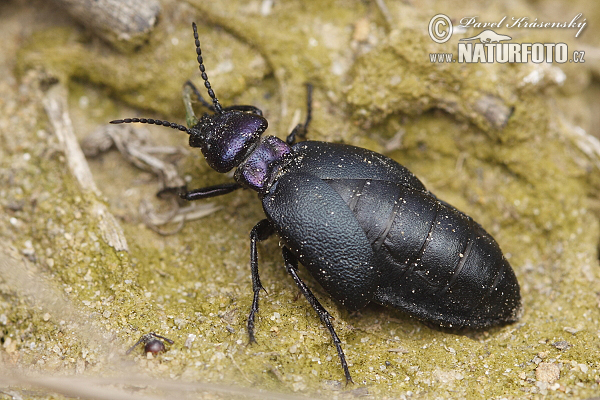 Blister beetle (Meloe decorus)