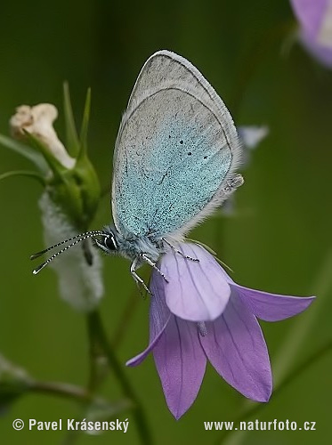 Bloemenblauwtje