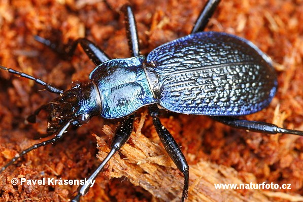 Blue Ground Beetle (Carabus intricatus)