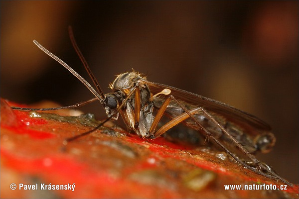 Boletina Sp.