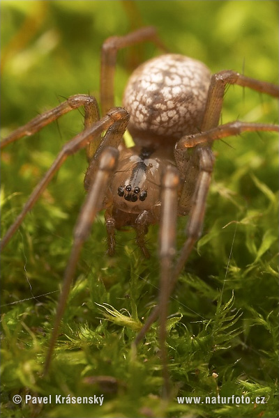 Bolyphantes luteolus