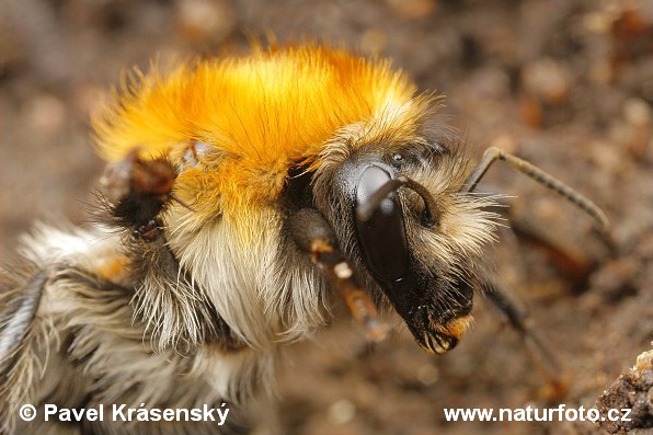 Bombus sp.