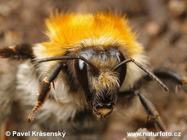 Bombus sp.