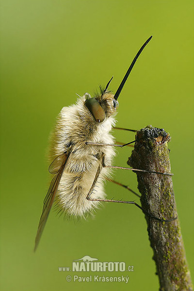 Bombylius sp.