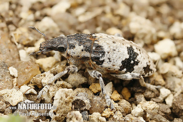 Bothynoderes affinis