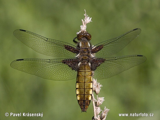 Bred blålibelle