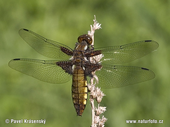 Bred blålibelle