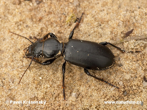 Broscus cephalotes