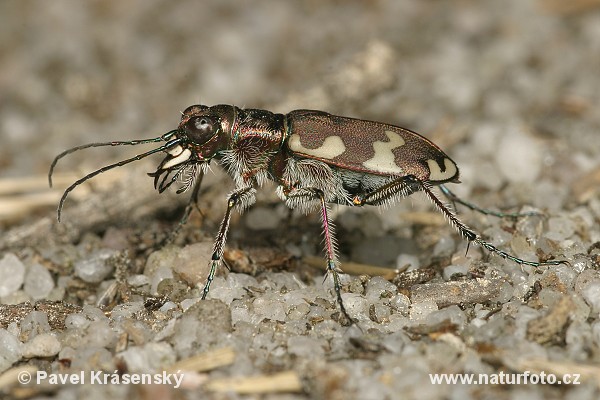 Brun sandjägare