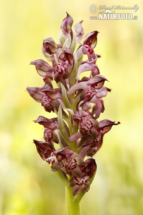 Bug orchis (Orchis coriophora)