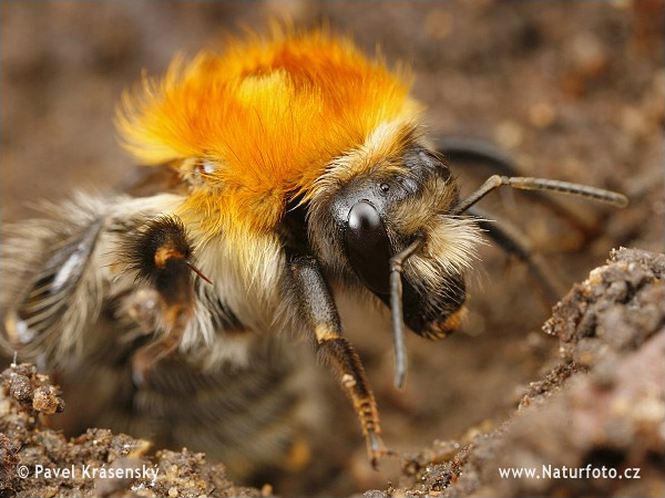 Bumble-bee (Bombus sp.)