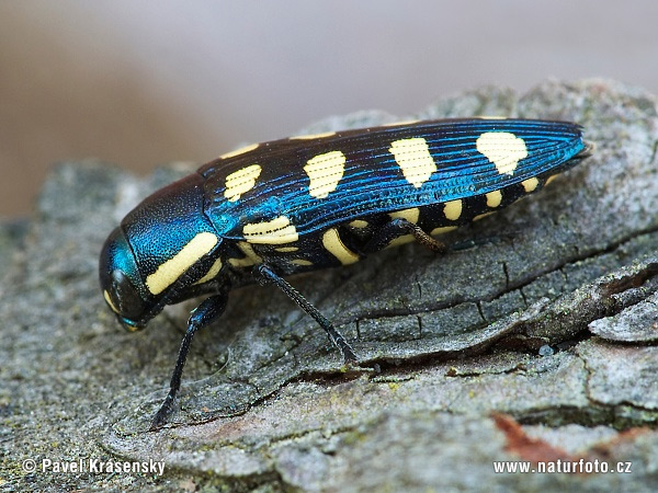 Buprestis octoguttata