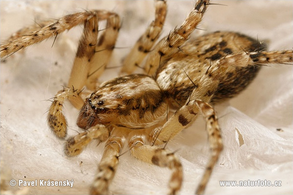 Buzzing Spider (Anyphaena accentuata)