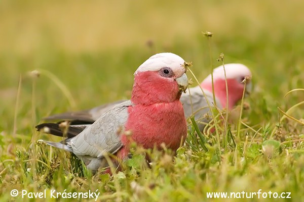 Cacatua de cap rosat