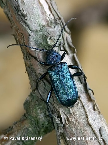 Callidium violaceum