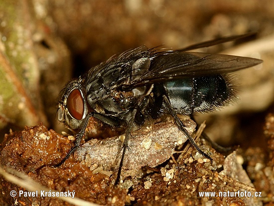 Calliphora vomitoria