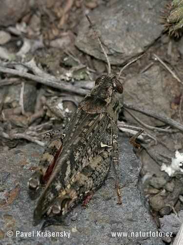 Calliptamus italicus