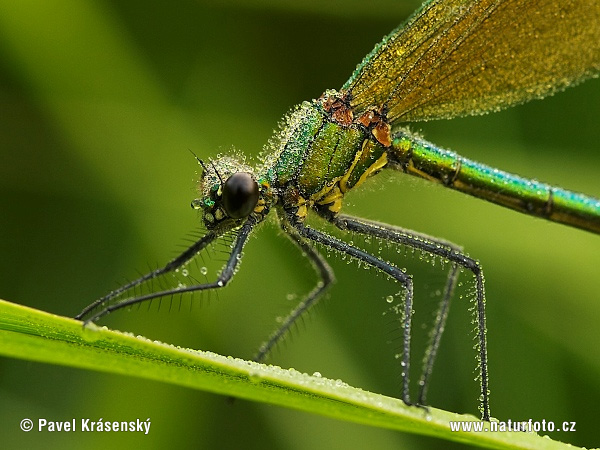 Calopteryx splendens