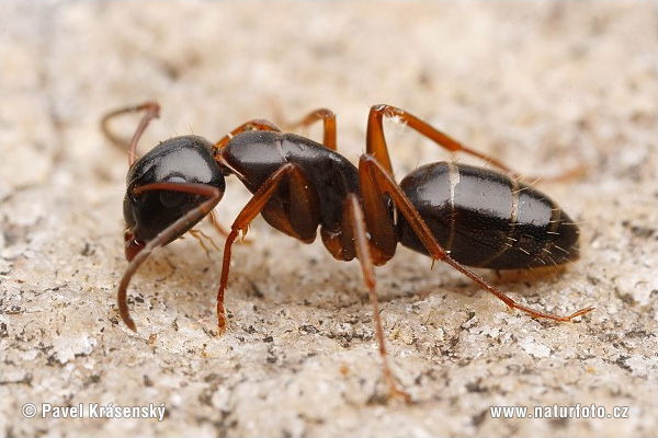 Camponotus fallax