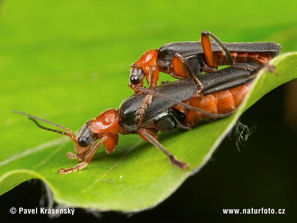 Cantharis rustica