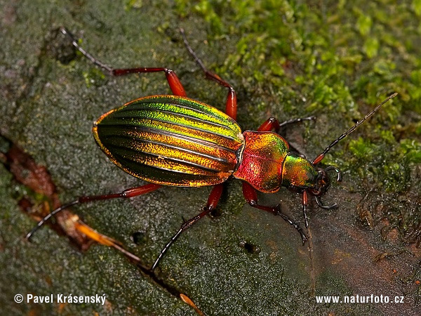 Carabus auronitens