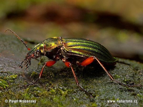 Carabus auronitens