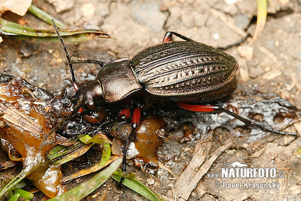 Carabus cancellatus