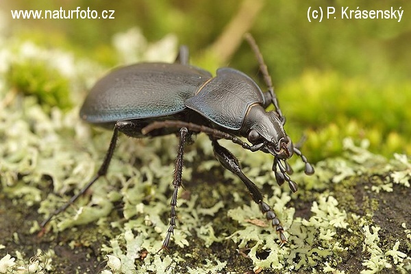 Carabus convexus