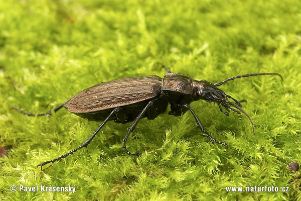 Carabus granulatus