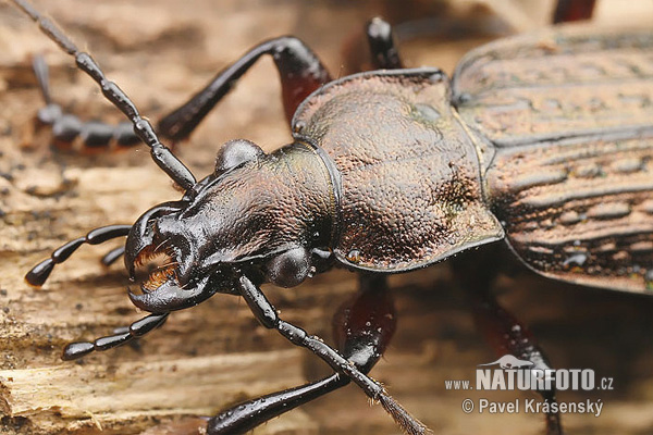 Carabus granulatus