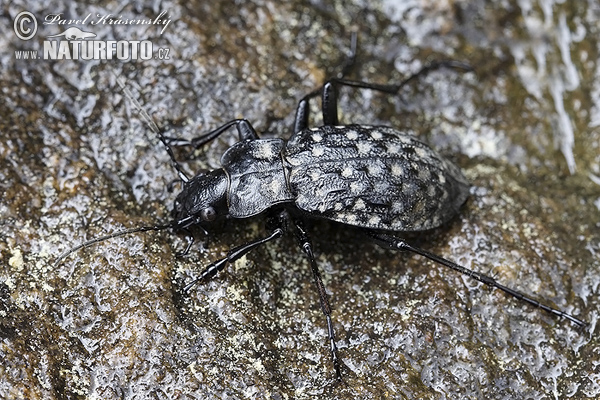Carabus - Ground beetle (Carabus variolosus)