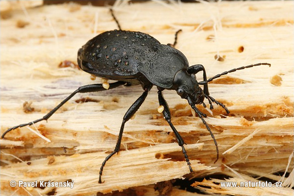 Carabus hortensis