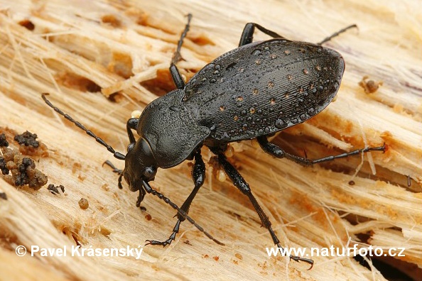 Carabus hortensis